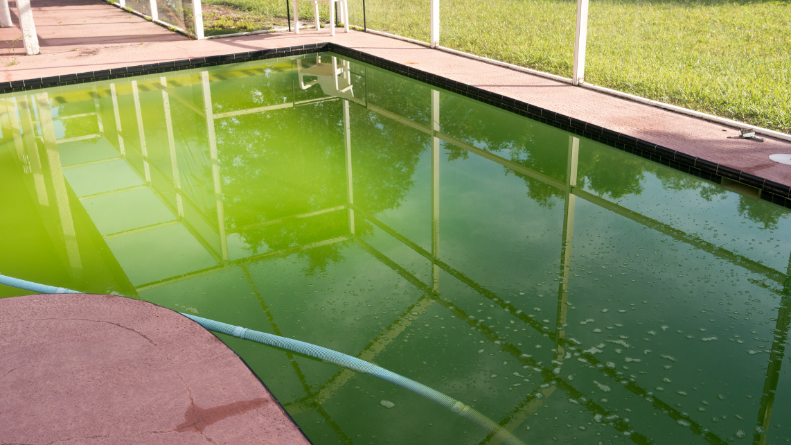 An image of a pool that is very green due to heavy algae growth