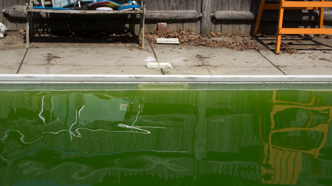 A green pool due to algae bloom