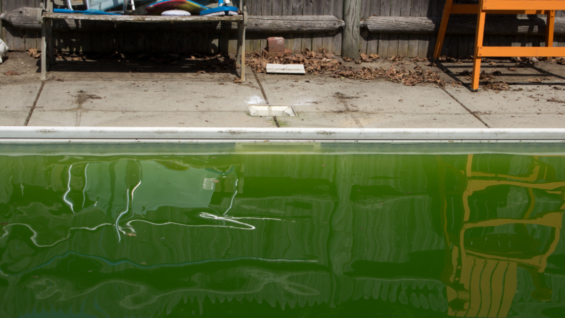 A green pool due to algae bloom